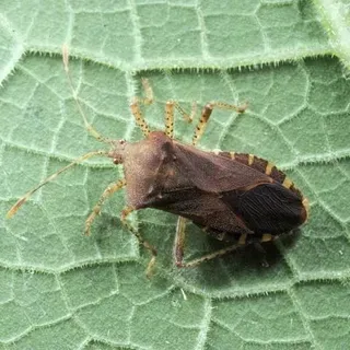 thumbnail for publication: Squash Bug, Anasa tristis (DeGeer) (Insecta: Hemiptera: Coreidae)